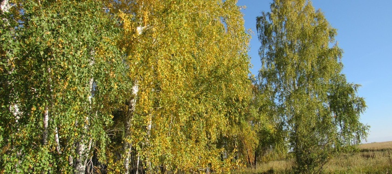 Таволжанская Sogra