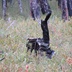Таволжанская Sogra