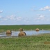 Таволжанская Sogra