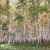 Таволжанская Sogra