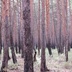 Таволжанская Sogra