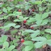 Таволжанская Sogra
