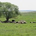 Таволжанская Sogra