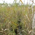 Таволжанская Sogra