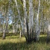 Таволжанская Sogra
