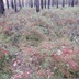Таволжанская Sogra