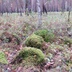 Таволжанская Sogra
