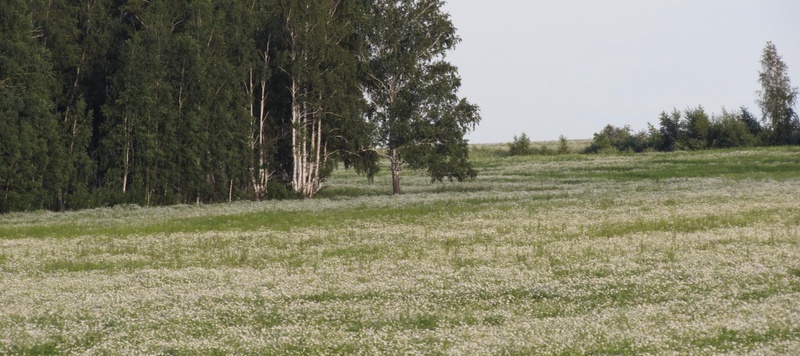 Таволжанская Sogra