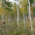 Таволжанская Sogra