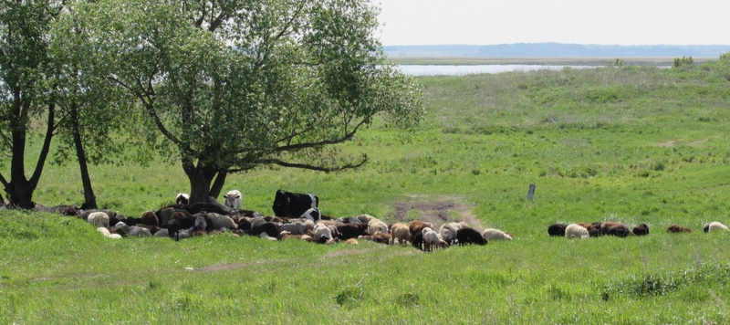 Таволжанская Sogra