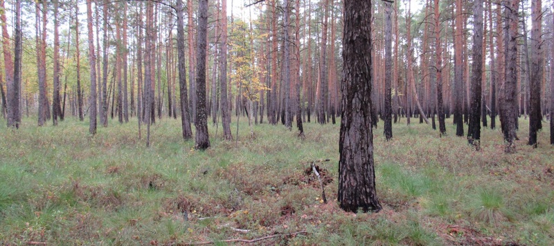 Таволжанская Sogra