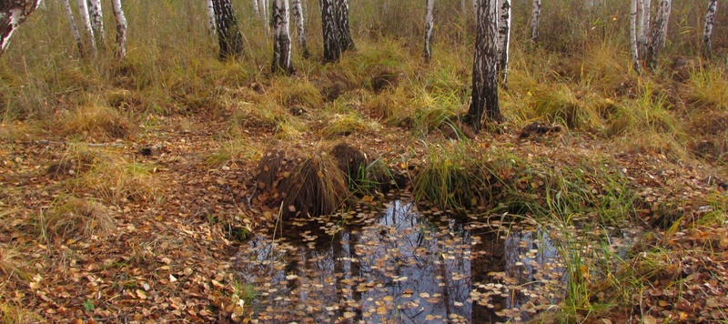 Таволжанская Sogra